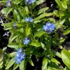 Myosotis