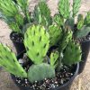 Opuntia humifusa - Image 2