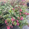 Origanum - Image 2