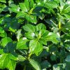 Pachysandra - Image 2