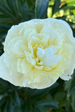 Paeonia