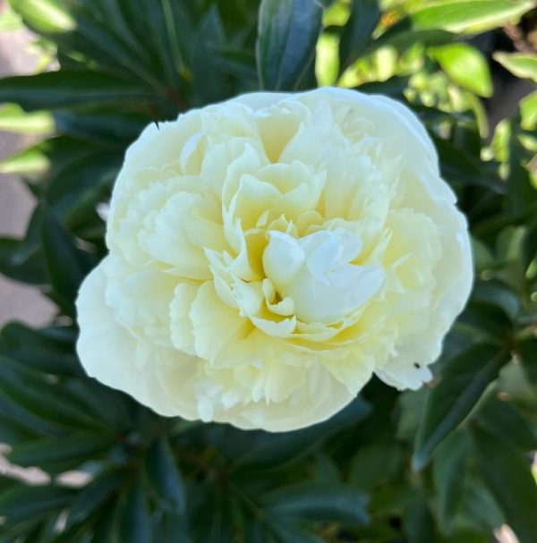 Paeonia