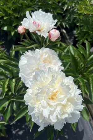 Paeonia
