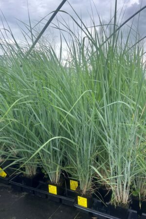 Panicum amarum