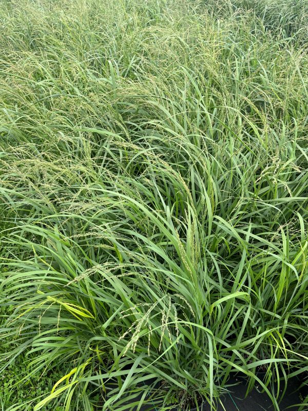 Panicum virgatum