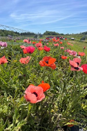 Papaver