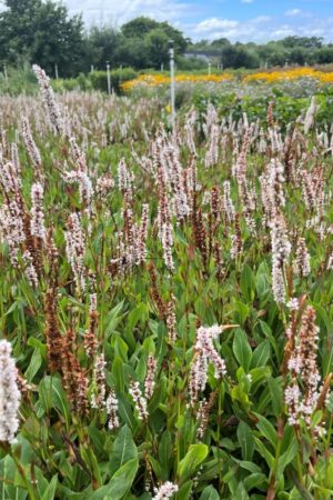 Persicaria affinis