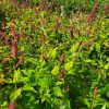 Persicaria