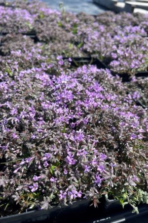 Phlox subulata