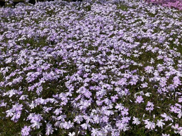 Phlox subulata