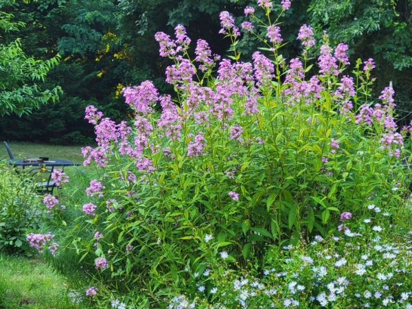 Phlox paniculata