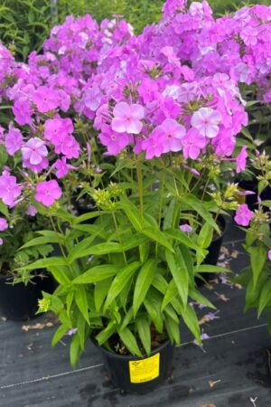 Phlox Fashionably Early