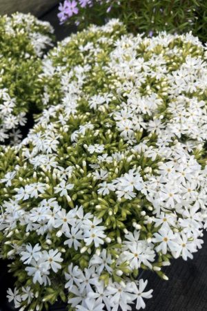 Phlox subulata