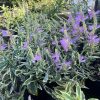Physostegia - Image 2
