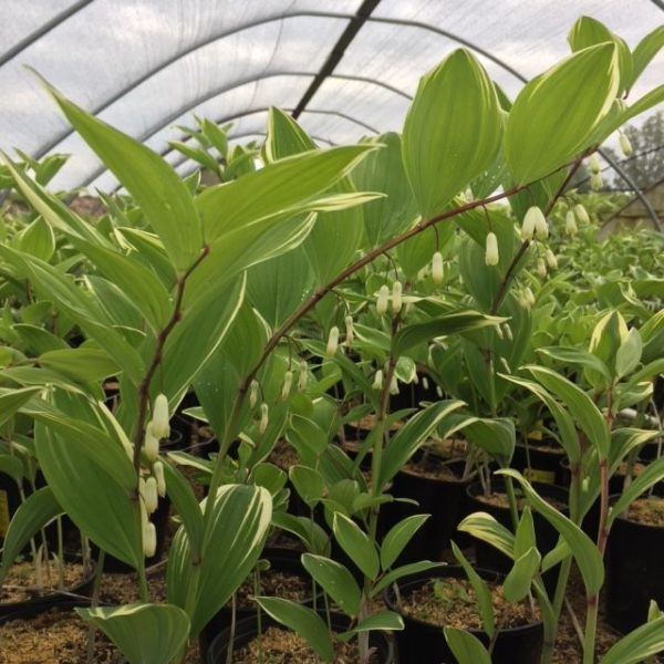 Polygonatum odoratum