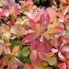 Potentilla x tonguei - Image 2