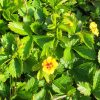 Potentilla x tonguei