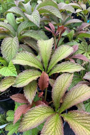 Rodgersia pinnata