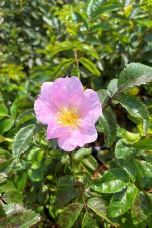 Rosa virginiana
