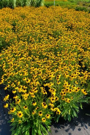 Rudbeckia