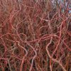 Salix - Image 2