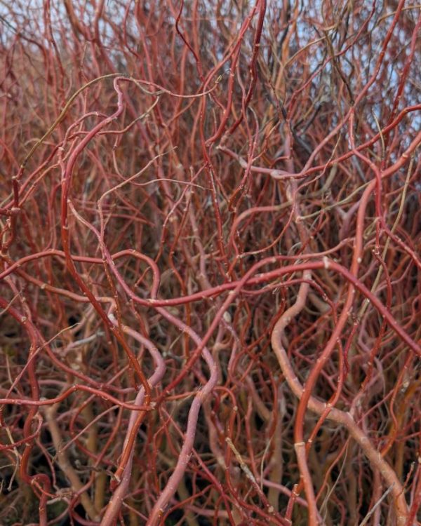 Salix - Image 2