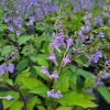 Scutellaria serrata - Image 2