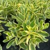 Sedum - Image 4