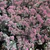 Sedum cauticola - Image 3