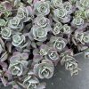 Sedum cauticola - Image 2