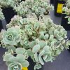 Sedum cauticola