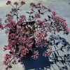 Sedum