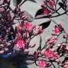 Sedum - Image 2