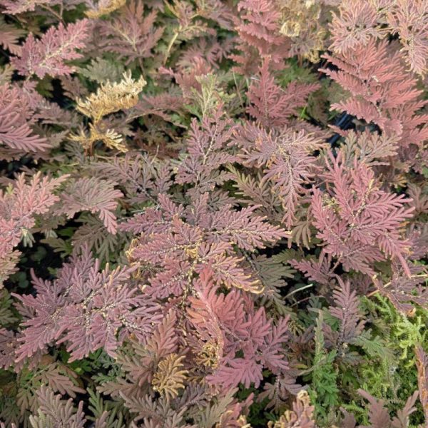 Selaginella braunii - Image 2