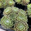 Sempervivum
