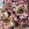 Sempervivum - Image 2