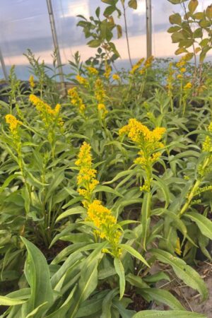 Solidago sempervirens