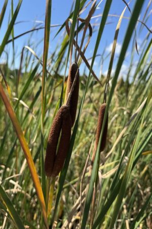 Typha angustifolia