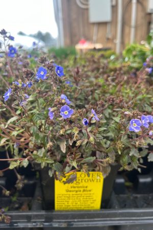 Veronica umbrosa