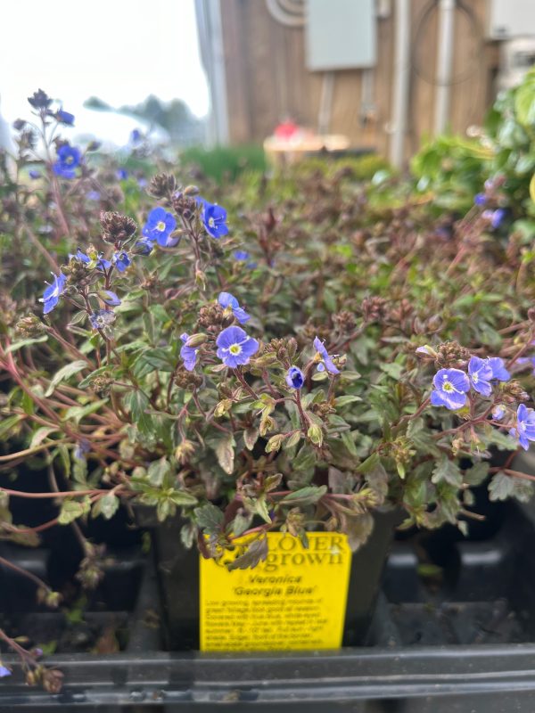Veronica umbrosa