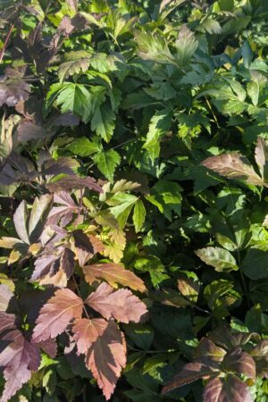 Xanthorhiza simplicissima