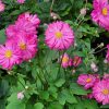 Anemone