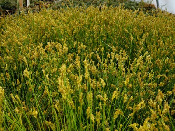 Carex bromoides