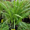 Carex morrowii - Image 2
