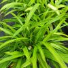 Carex siderosticha - Image 2