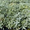 Cerastium tomentosum - Image 2