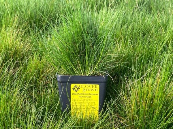 Deschampsia flexuosa