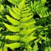 Dryopteris goldiana