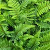Polystichum polyblepharum - Image 2