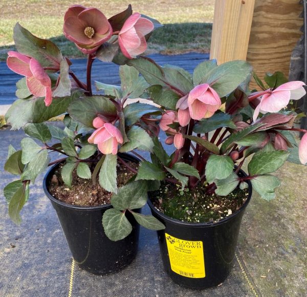 Helleborus